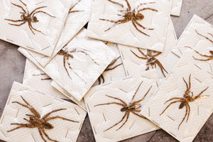 FIVE (5) Thai Wolf Spiders (Lycosidae sp) 2.5 INCH A1 Specimens