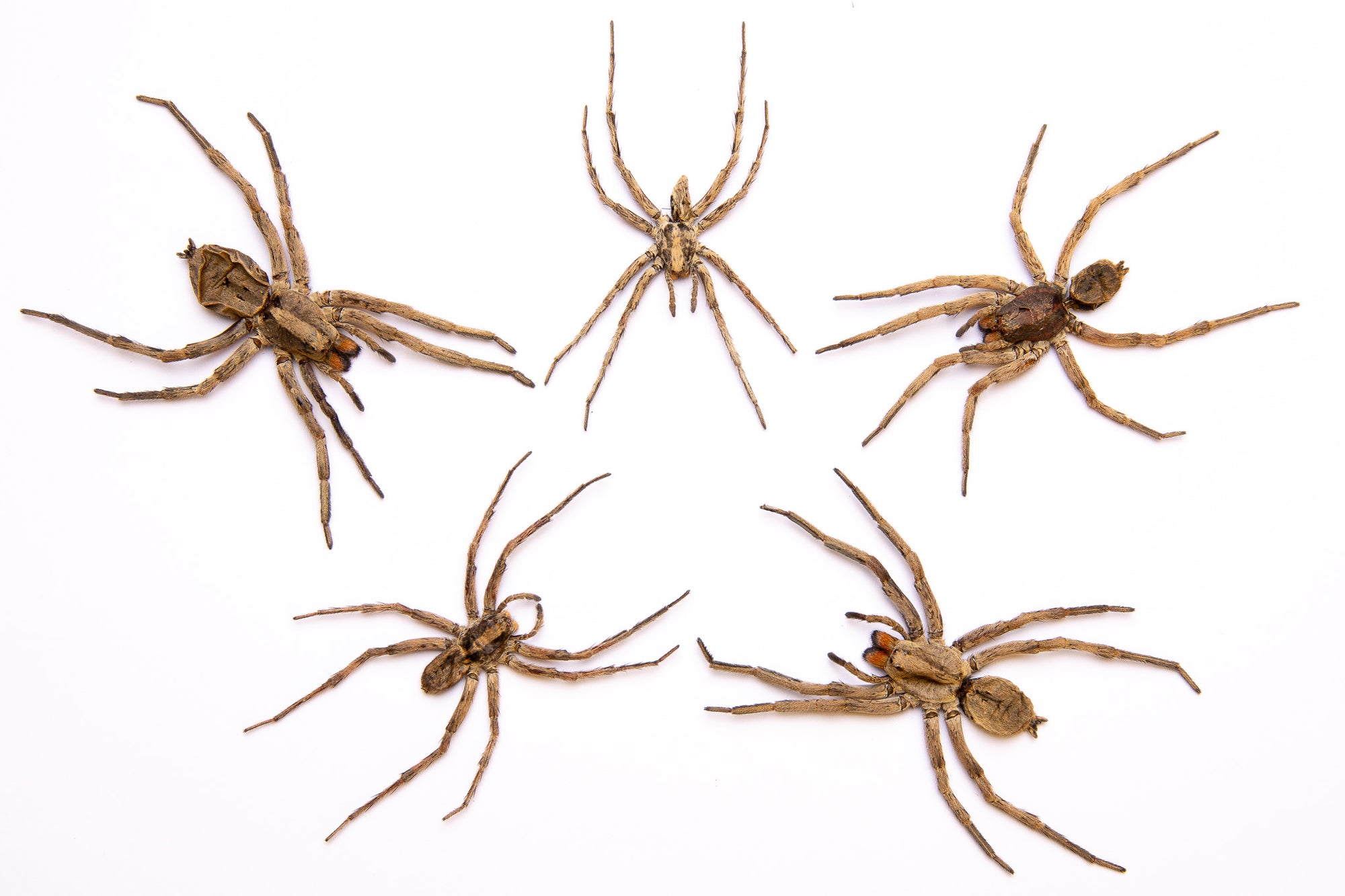 FIVE (5) Thai Wolf Spiders (Lycosidae sp) 2.5 INCH A1 Specimens