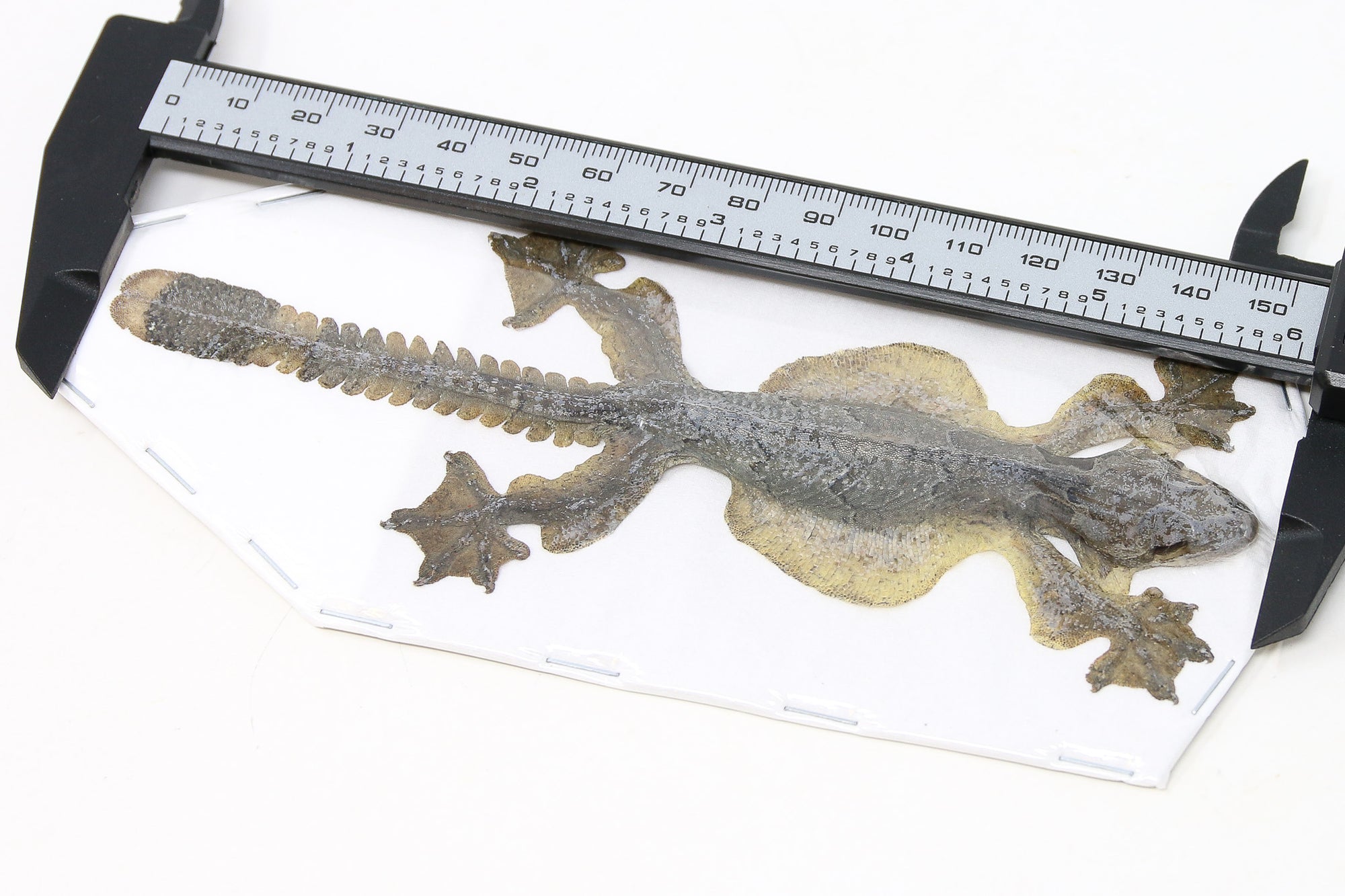 Kuhl's Flying Gecko | Ptychozoon kuhli | Dry-preserved spread specimens for framing, collecting, studying