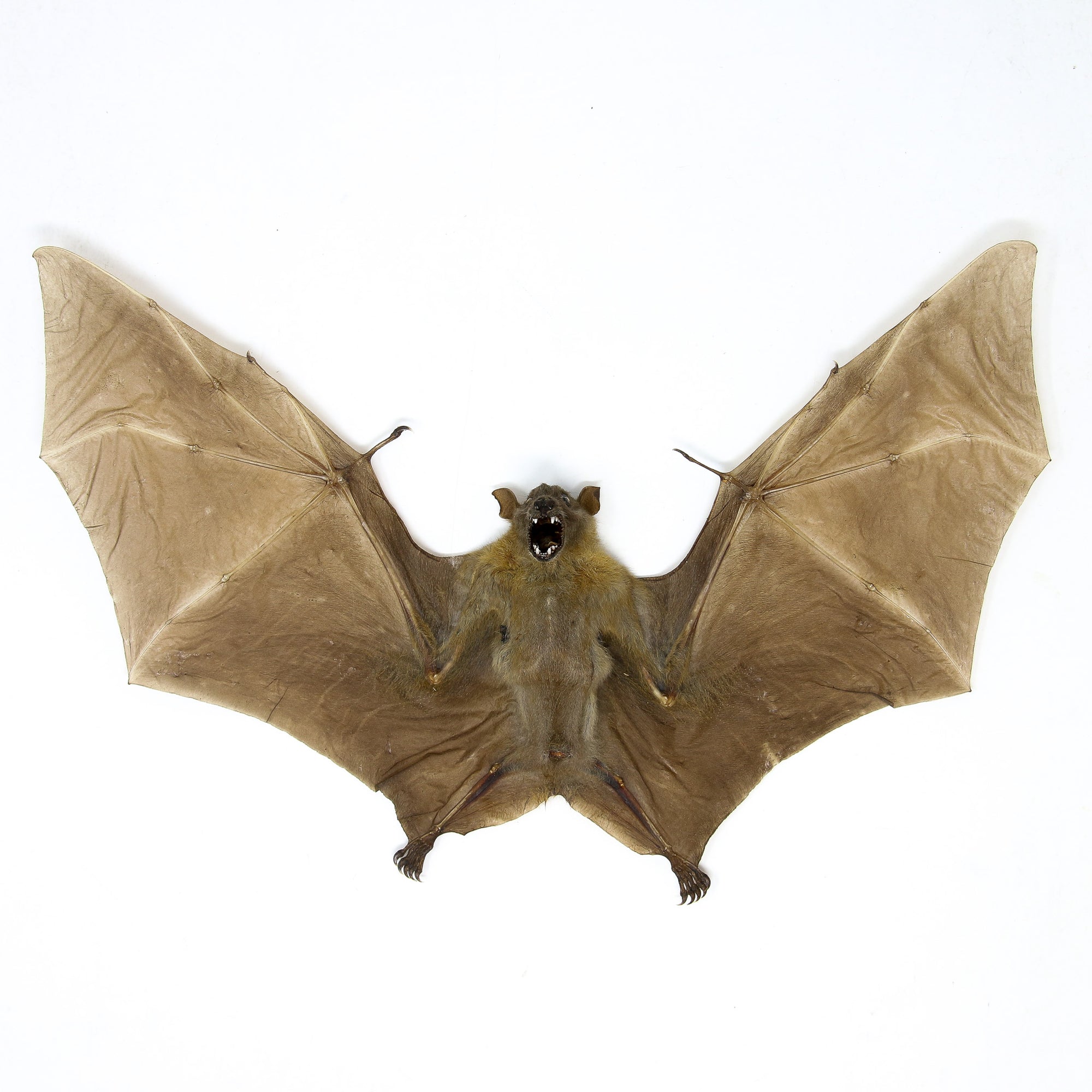 Minute Fruit Bat (Cynopterus minutus) A1 Spread Specimen