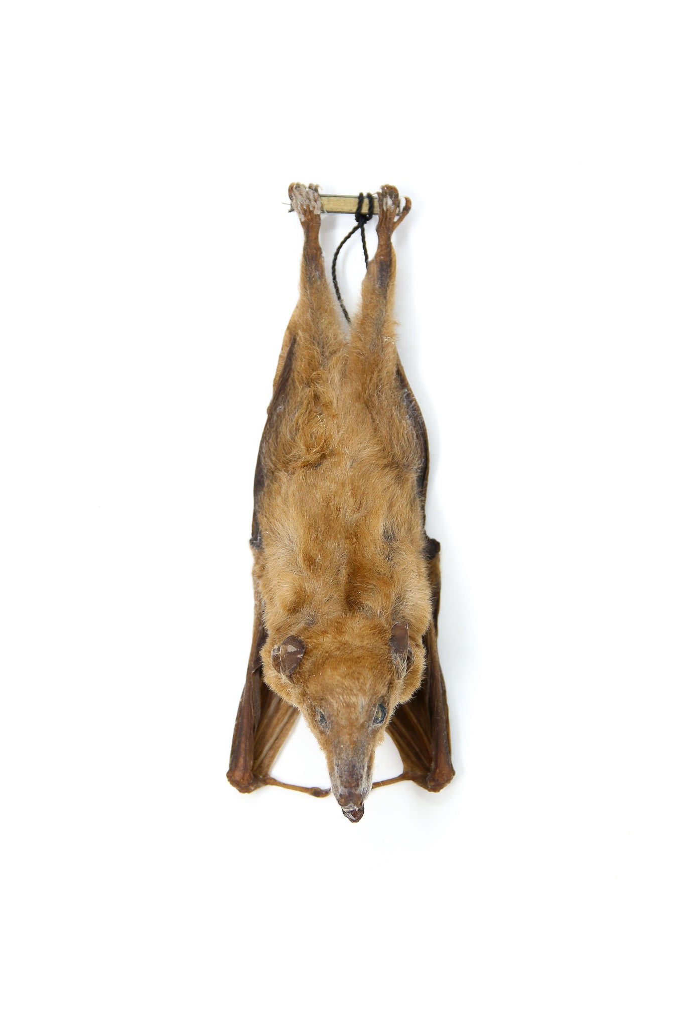 TWO (2) Blossom Fruit Bat (Macroglossus minimus) | A1 Hanging Specimen | Indonesia | Dry-preserved Taxidermy