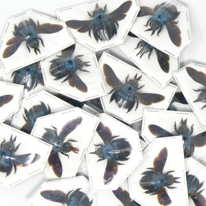 Mixed Assorted Beetles & Other Insects | Mystery Box of A1 Unmounted Specimens