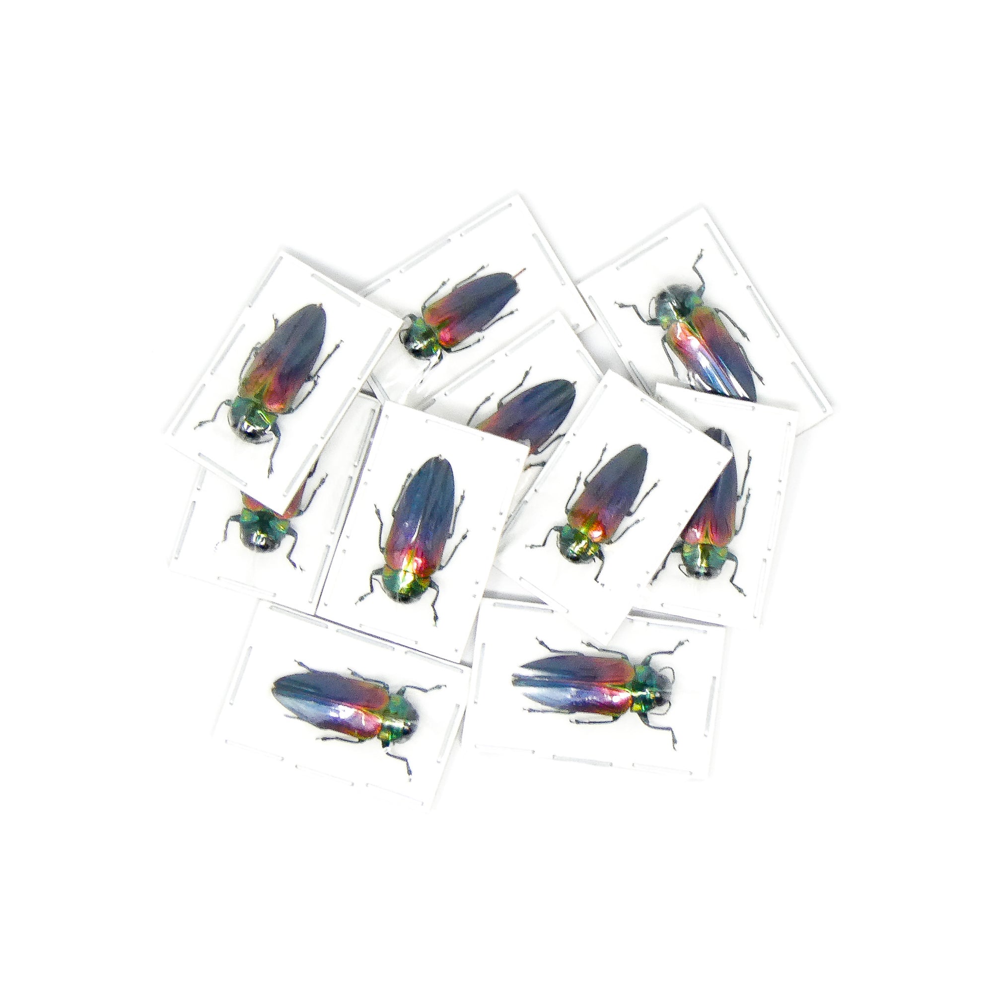 Pack of 10, 25, 100 Assorted Beetles | A1 Unmounted Specimens