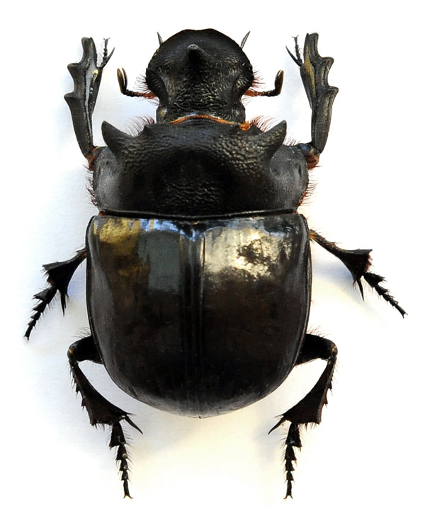 Real Insect Entomology Specimens, Butterflies, Beetles, Taxidermy