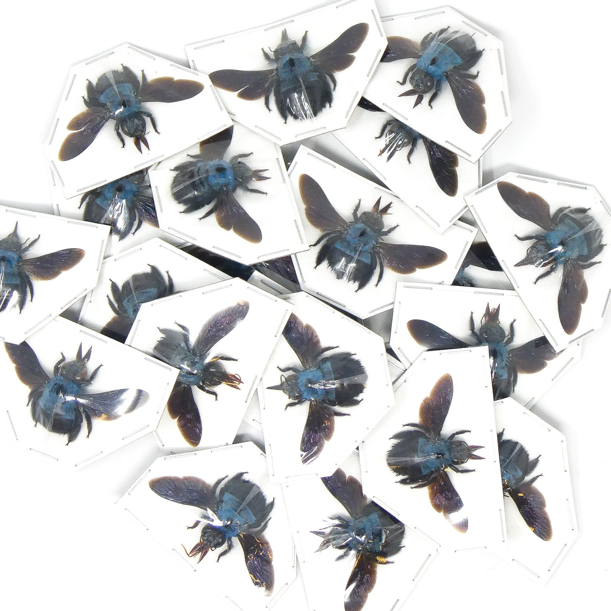 Pack of 25 Blue Carpenter Bees (Xylocopa caerulea) A1 Spread Specimens