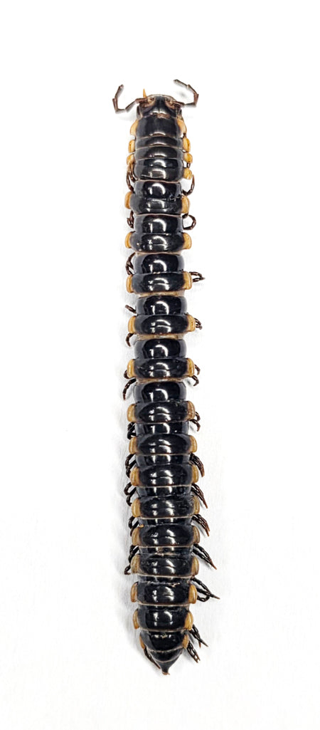 本物の昆虫標本、蝶、甲虫、剥製アート用品 ページ 3 - BugsDirect