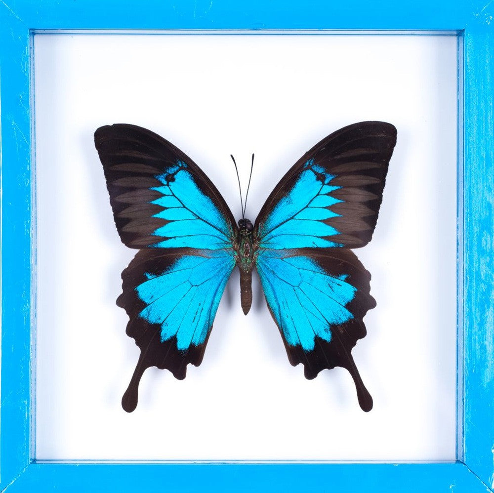 THE BLUE SWALLOWTAIL BUTTERFLY GLASS FRAME (Papilio ulysses), SEE-THROUGH Double Glass Frame 7 x 7 In.