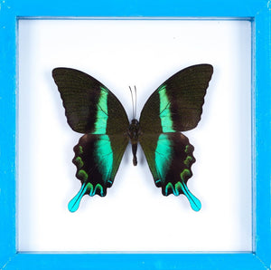 THE GREEN SWALLOWTAIL BUTTERFLY GLASS FRAME (Papilio blumei), SEE-THROUGH Double Glass Frame 7 x 7 In.