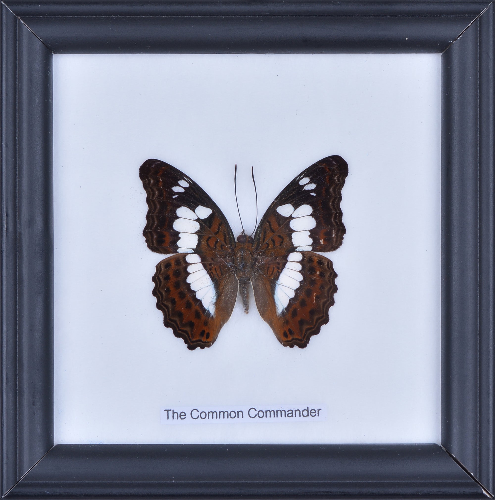 THE COMMON COMMANDER, Real Butterfly Mounted Under Glass, Wall Hanging Home Décor Framed 5 x 5 In. Gift Boxed