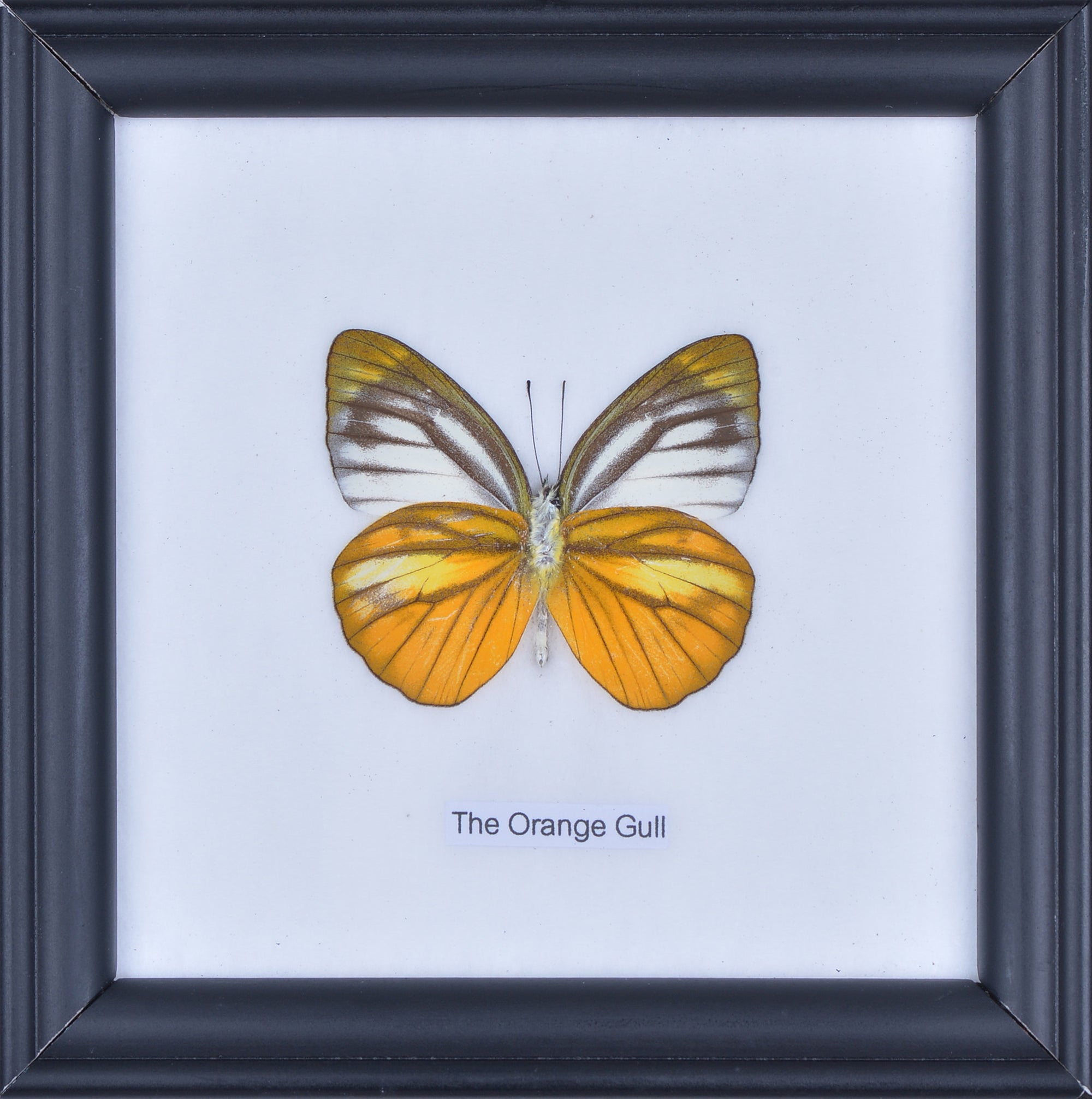 THE ORANGE GULL, Real Butterfly Mounted Under Glass, Wall Hanging Home Décor Framed 5 x 5 In. Gift Boxed