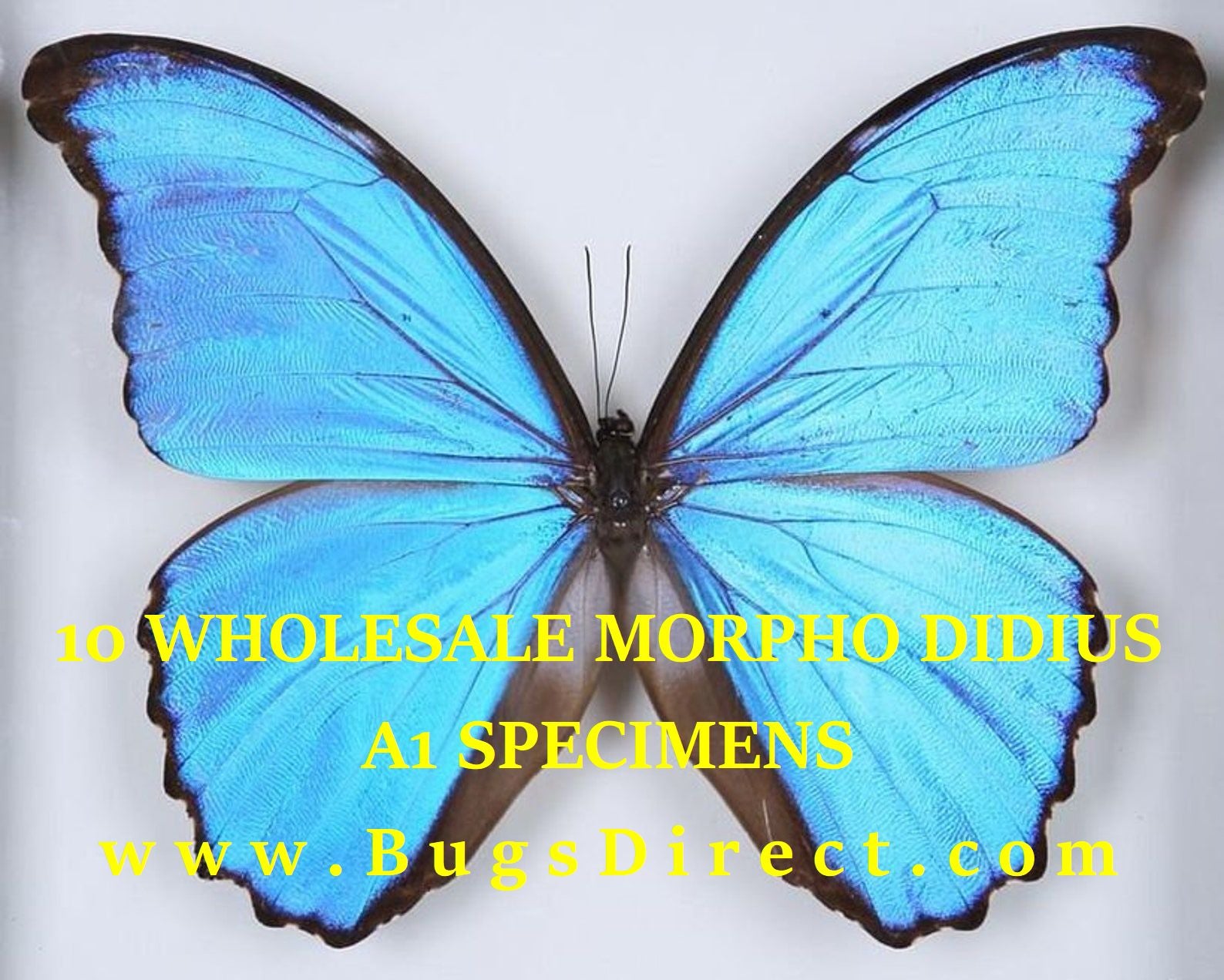 WHOLESALE 10 Morpho didius | Giant Blue Morpho Butterflies | A1 Unmounted Specimens