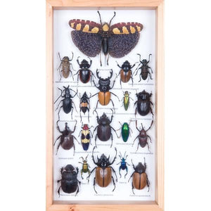 MOUNTED TROPICAL INSECTS | ENTOMOLOGY COLLECTION | FRAMED TAXIDERMY 15 X 8 X 2 IN.
