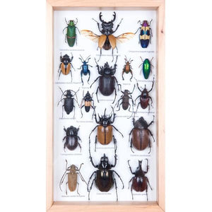 MOUNTED TROPICAL INSECTS | ENTOMOLOGY COLLECTION | FRAMED TAXIDERMY 15 X 8 X 2 IN.