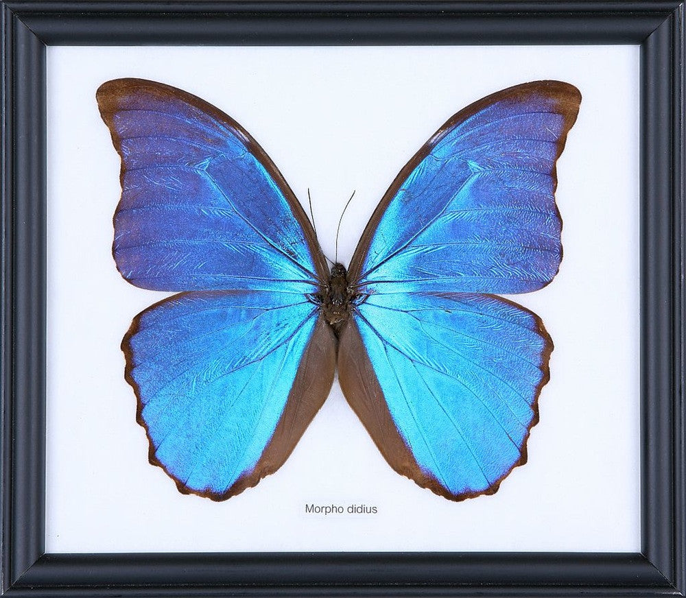 THE GIANT BLUE MORPHO BUTTERFLY (MORPHO DIDIUS), Wall Hanging Frame 8 x 7 In. Gift Boxed