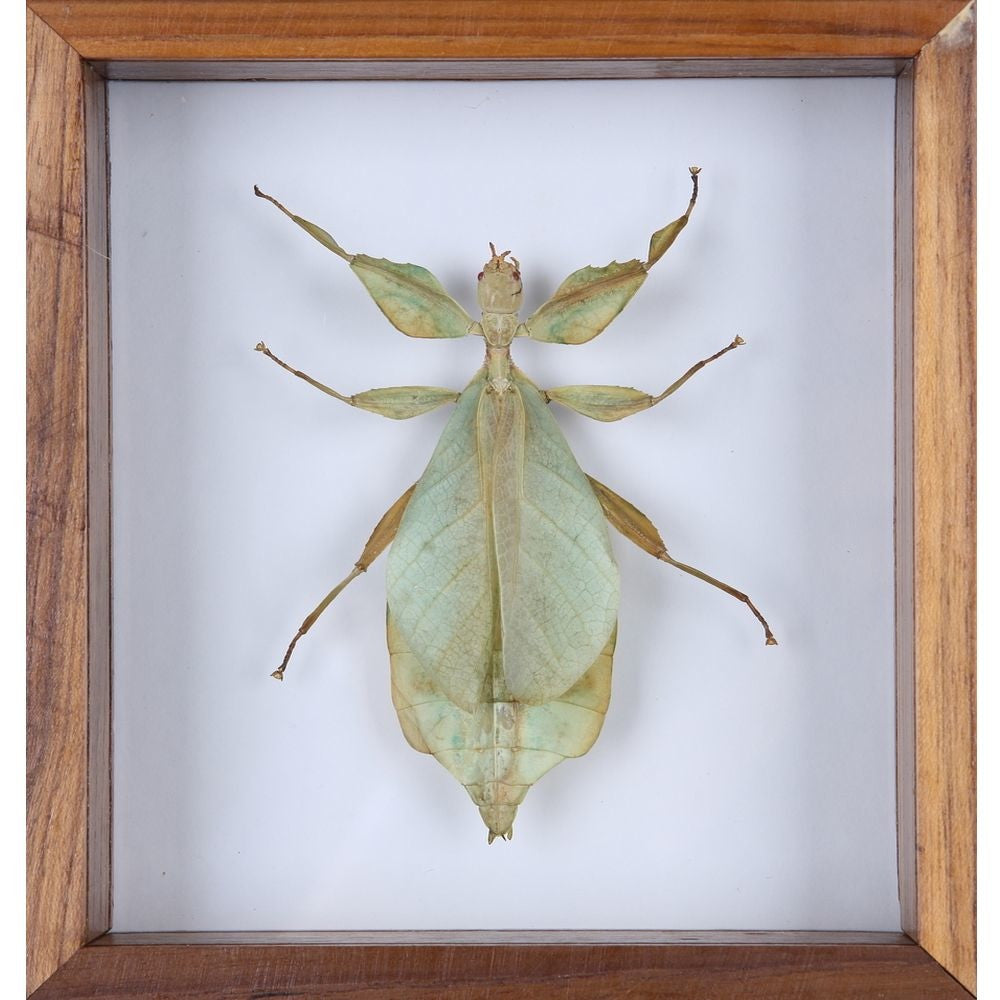 THE WALKING-LEAF INSECT (PHYLLIUM BIOCULATUM) GLASS FRAME 6 X 5 IN.