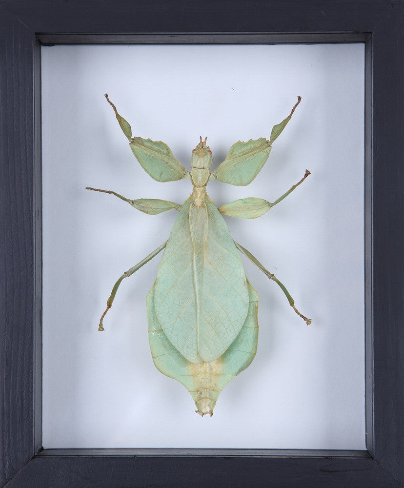 THE WALKING-LEAF INSECT (PHYLLIUM BIOCULATUM) GLASS FRAME 6 X 5 IN.
