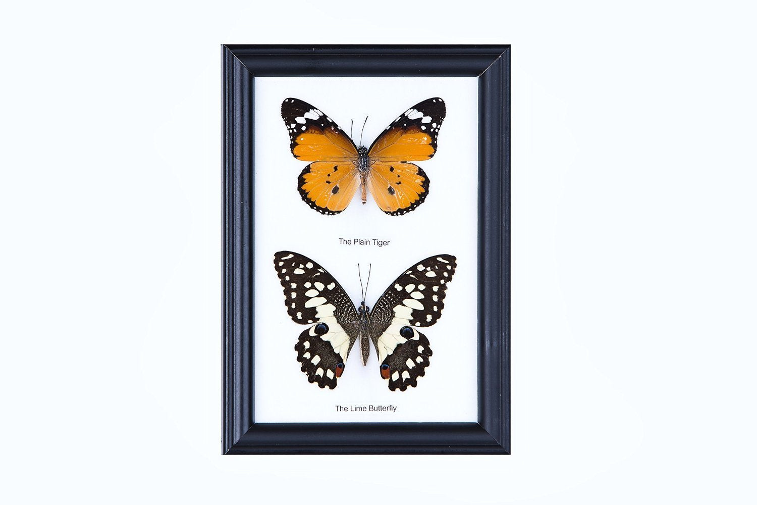 TWO FRAMED BUTTERFLIES, Real Butterflies Mounted Under Glass, Wall Hanging Frame 7 x 5 In. Gift Boxed
