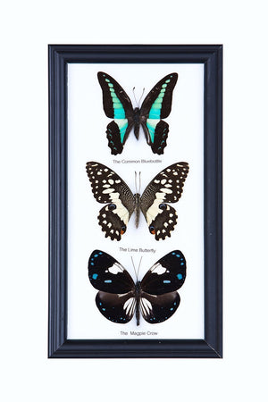 THREE FRAMED BUTTERFLIES, Real Butterflies Mounted Under Glass, Wall Hanging Frame 9 x 5 In. Gift Boxed