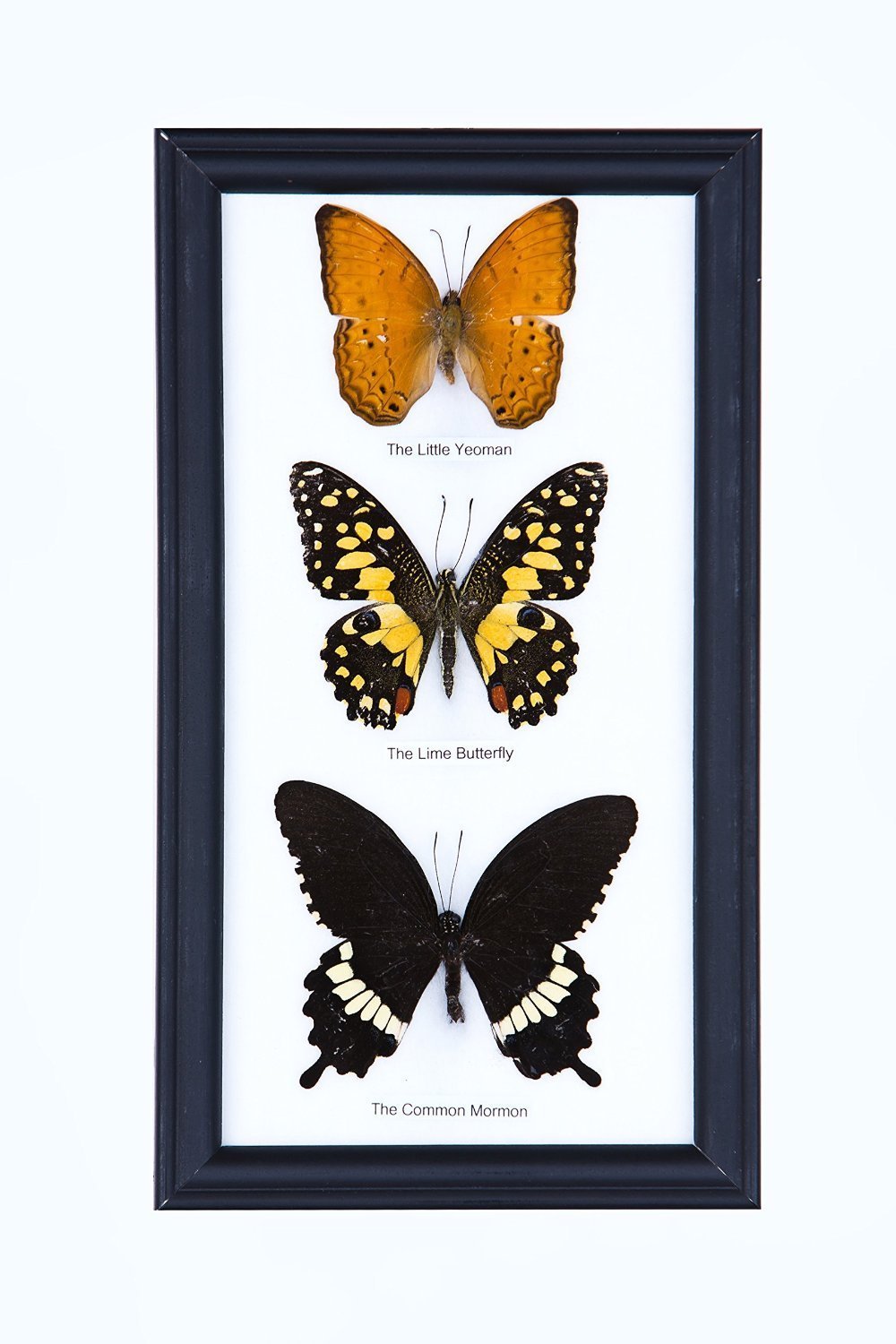 THREE FRAMED BUTTERFLIES, Real Butterflies Mounted Under Glass, Wall Hanging Frame 9 x 5 In. Gift Boxed