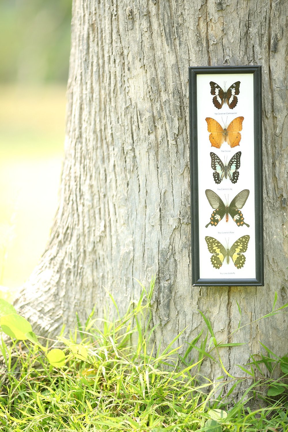 FIVE FRAMED BUTTERFLIES, Real Butterflies Mounted Under Glass, Wall Hanging Frame 18 x 6 In. Gift Boxed