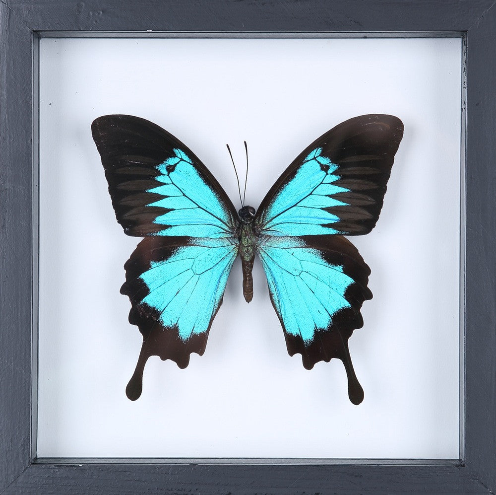 THE BLUE SWALLOWTAIL BUTTERFLY GLASS FRAME (Papilio ulysses), SEE-THROUGH Double Glass Frame 7 x 7 In.