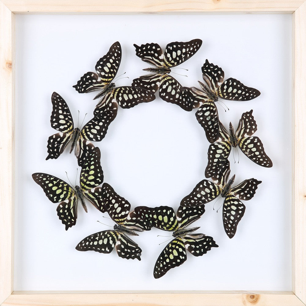 Real Framed Butterflies | Dry-preserved Specimens | 3D SEE-THROUGH Wall Frame 300x300x25mm