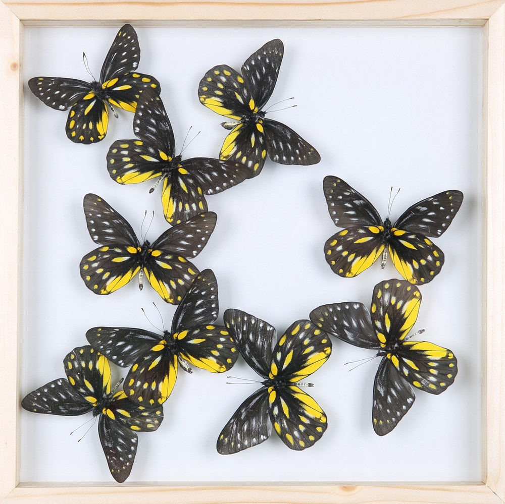 Real Framed Butterflies | Dry-preserved Specimens | 3D SEE-THROUGH Wall Frame 300x300x25mm
