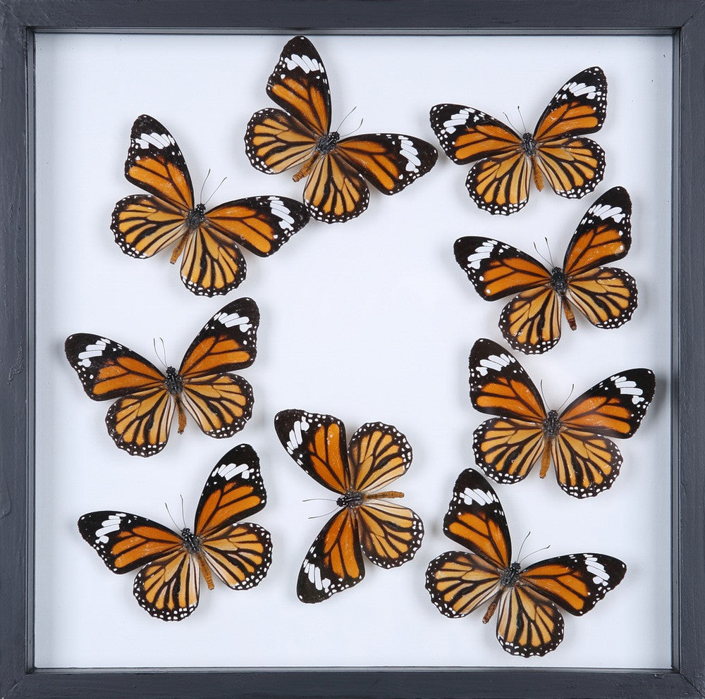 Danaus genutia, The Common Tiger | Double Glass See-through Framed Butterfly Specimens | 300x300x25mm