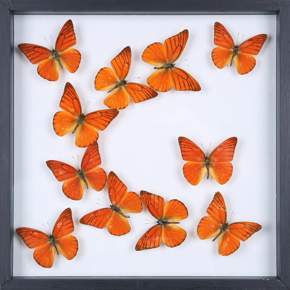 Entomology Framed Butterflies | Real Dry-preserved Specimens | 3D Wall Frame 300x300x25mm