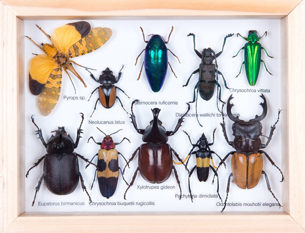 MOUNTED TROPICAL INSECTS | ENTOMOLOGY COLLECTION | FRAMED DRY-PRESERVED TAXIDERMY SPECIMENS 8 X 7 INCH