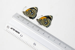 TWO (2) Callicore eunomia | The Eunomia Eighty-Eight | Dry-preserved Butterfly Specimens