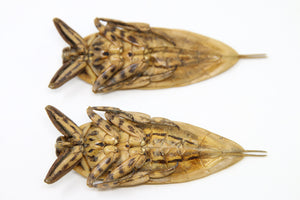 2 x Thai Giant Water Bugs (Lethocerus grandis) A1 Entomology Specimens