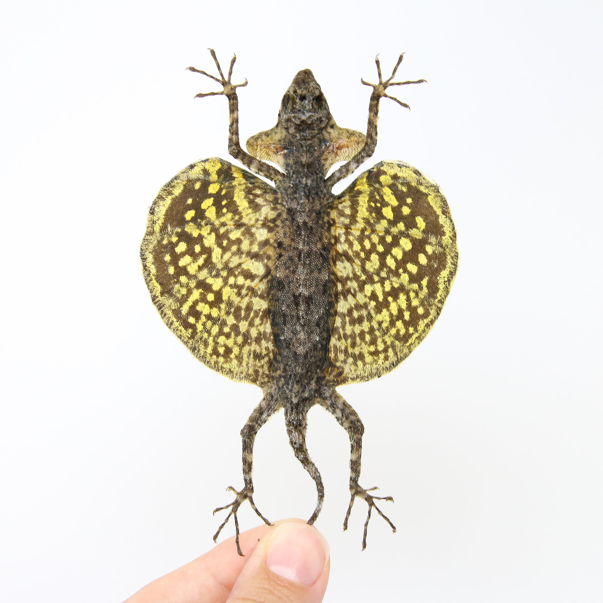 TWO (2) PAIR of Draco Flying Lizards (Draco haematopogon) | A1 Spread Specimens 20cm | Dry-Preserved Taxidermy