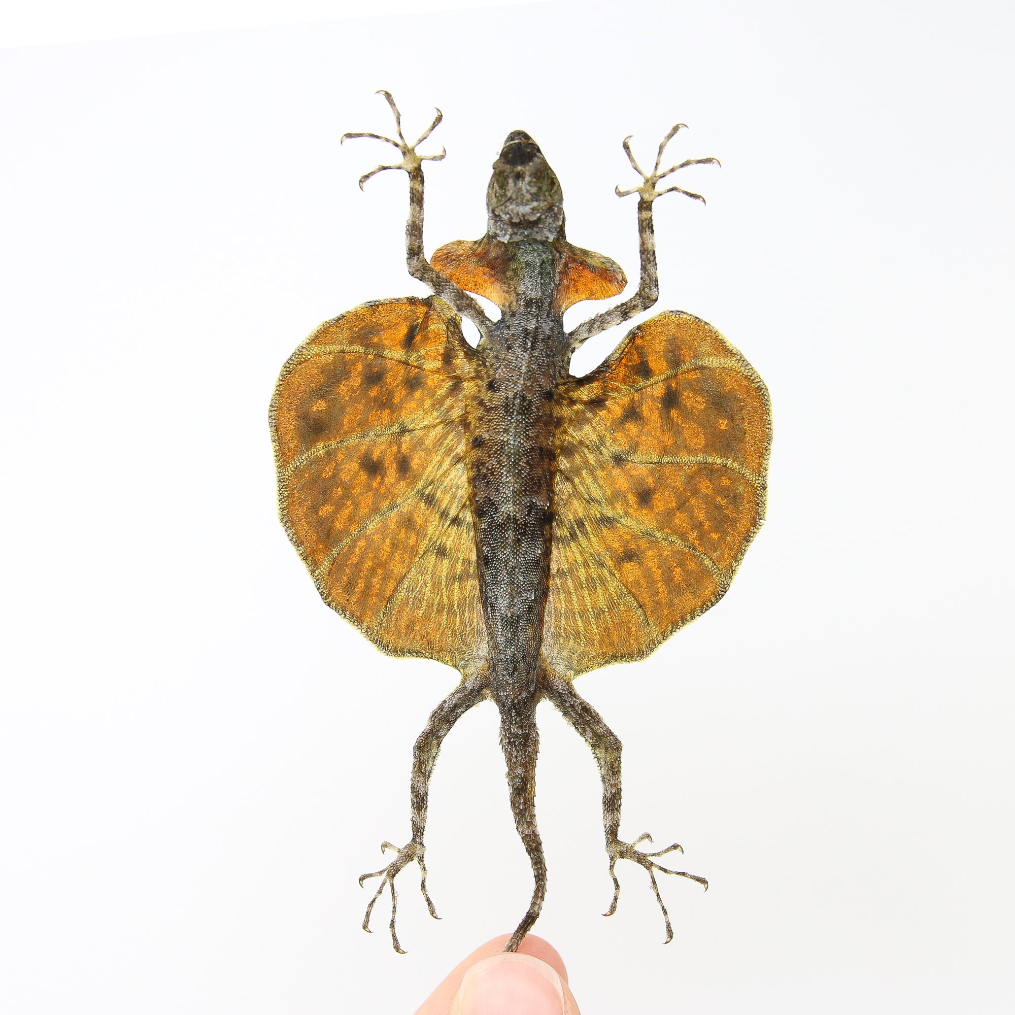 TWO (2) PAIR of Draco Flying Lizards (Draco haematopogon) | A1 Spread Specimens 20cm | Dry-Preserved Taxidermy