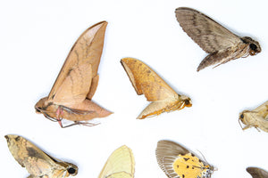 A Pack of 10 REAL MOTHS, Assorted Unmounted Tropical Lepidoptera, Entomology Insect Specimens