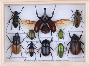 MOUNTED TROPICAL INSECTS | ENTOMOLOGY COLLECTION | FRAMED DRY-PRESERVED TAXIDERMY SPECIMENS 8 X 7 INCH