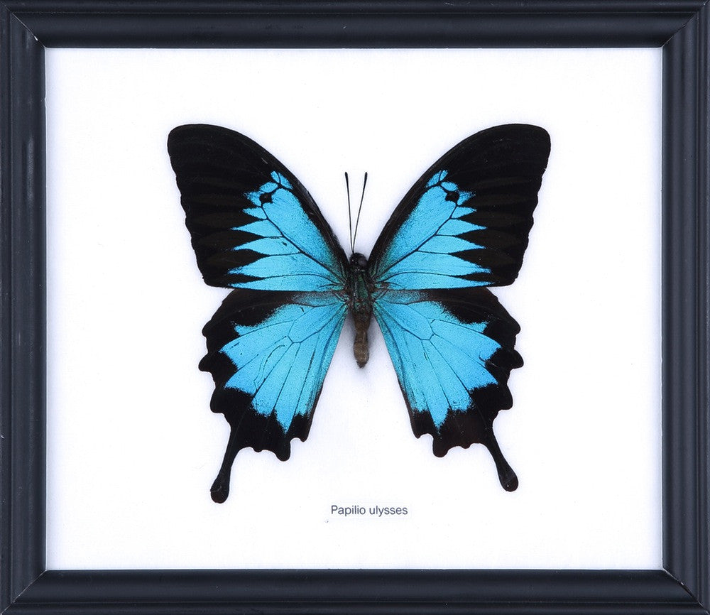 THE BLUE SWALLOWTAIL BUTTERFLY (PAPILIO ULYSSES), Wall Hanging Frame 8 x 7 In. Gift Boxed