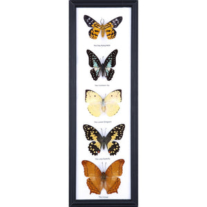 FIVE FRAMED BUTTERFLIES, Real Butterflies Mounted Under Glass, Wall Hanging Frame 18 x 6 In. Gift Boxed