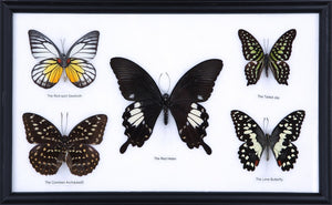 FIVE FRAMED BUTTERFLIES, Wall Hanging Frame 9 x 13 In. Gift Boxed