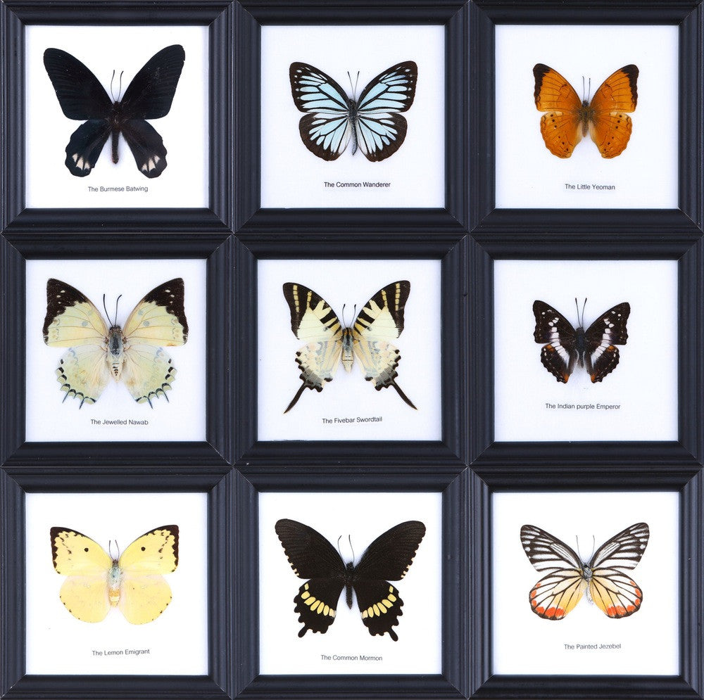 PACK OF 3, Real ASSORTED Butterflies Mounted Under Glass, Wall Hanging Home Décor Framed 5 x 5 In. Gift Boxed