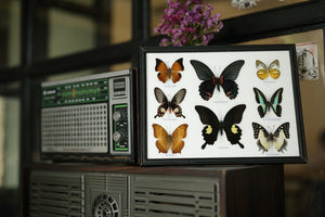 EIGHT FRAMED BUTTERFLIES, Wall Hanging Frame 12.5 x 10 In. Gift Boxed