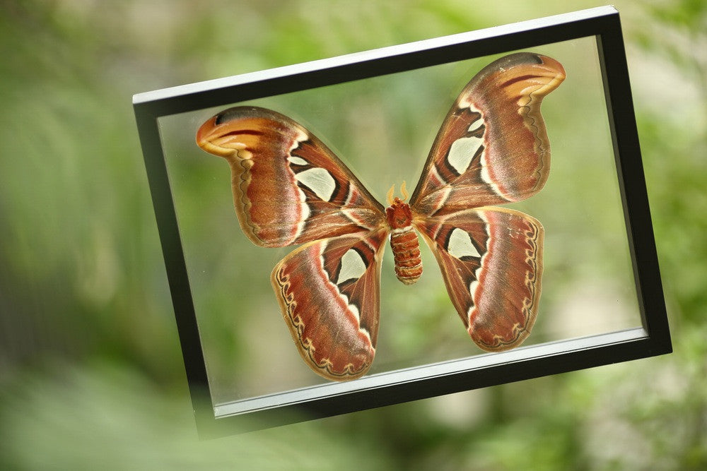 THE GIANT ATLAS MOTH GLASS FRAME (Attacus atlas), SEE-THROUGH Double Glass Frame 9 x 8 In.