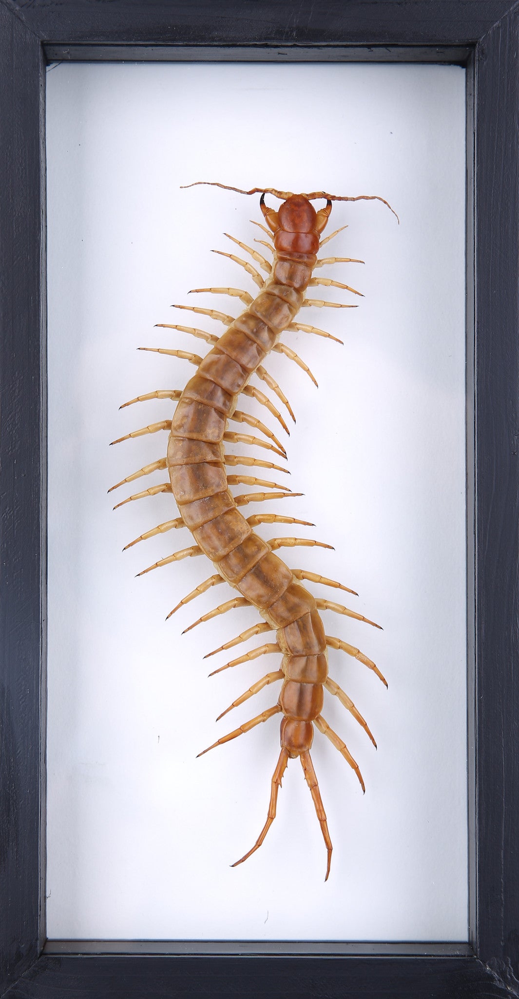THE GIANT CENTIPEDE (SCOLOPENDRA SP.) DOUBLE-SIDE GLASS FRAME | 10.5 X 5 INCH