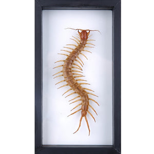 THE GIANT CENTIPEDE (SCOLOPENDRA SP.) DOUBLE-SIDE GLASS FRAME | 10.5 X 5 INCH