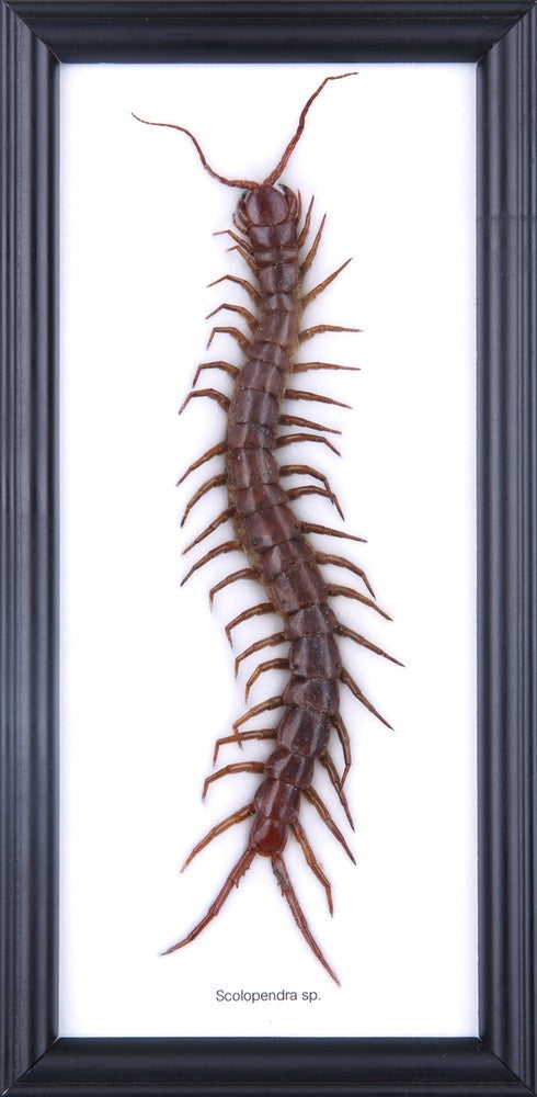 THE GIANT CENTIPEDE (SCOLOPENDRA SP), Real Specimen Mounted Under Glass, Wall Hanging Frame 10 x 5 Inch