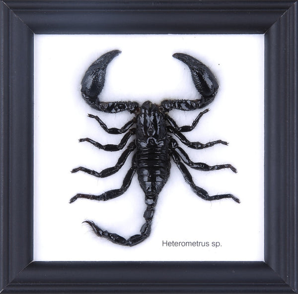 bug3-055_600x.jpg?v=1571346333