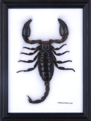 THE GIANT THAI SCORPION TAXIDERMY (HETEROMETRUS SP.) MOUNTED IN FRAME 8 X 6 IN, INC GIFT BOX