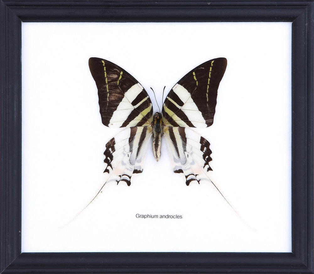 THE GIANT SWORDTAIL BUTTERFLY (Graphium androcles), Wall Hanging Frame 8 x 7 In. Gift Boxed