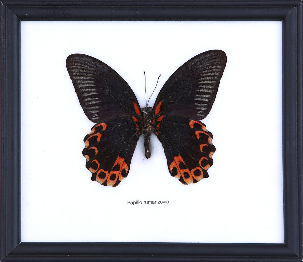 THE SCARLET MORMON BUTTERFLY (Papilio rumanzovia), Wall Hanging Frame 8 x 7 In. Gift Boxed