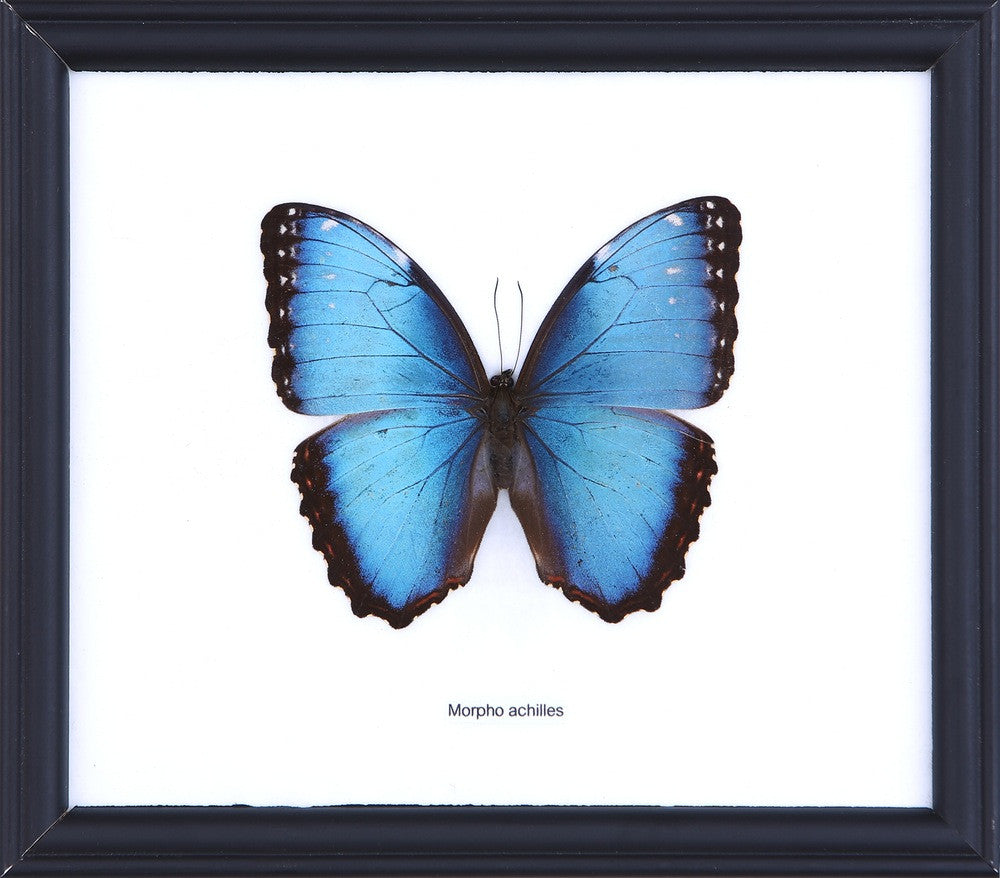 THE BLUE-BANDED MORPHO BUTTERFLY (MORPHO ACHILLES), Wall Hanging Frame 8 x 7 In. Gift Boxed